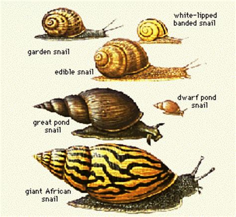 snail shell sizes